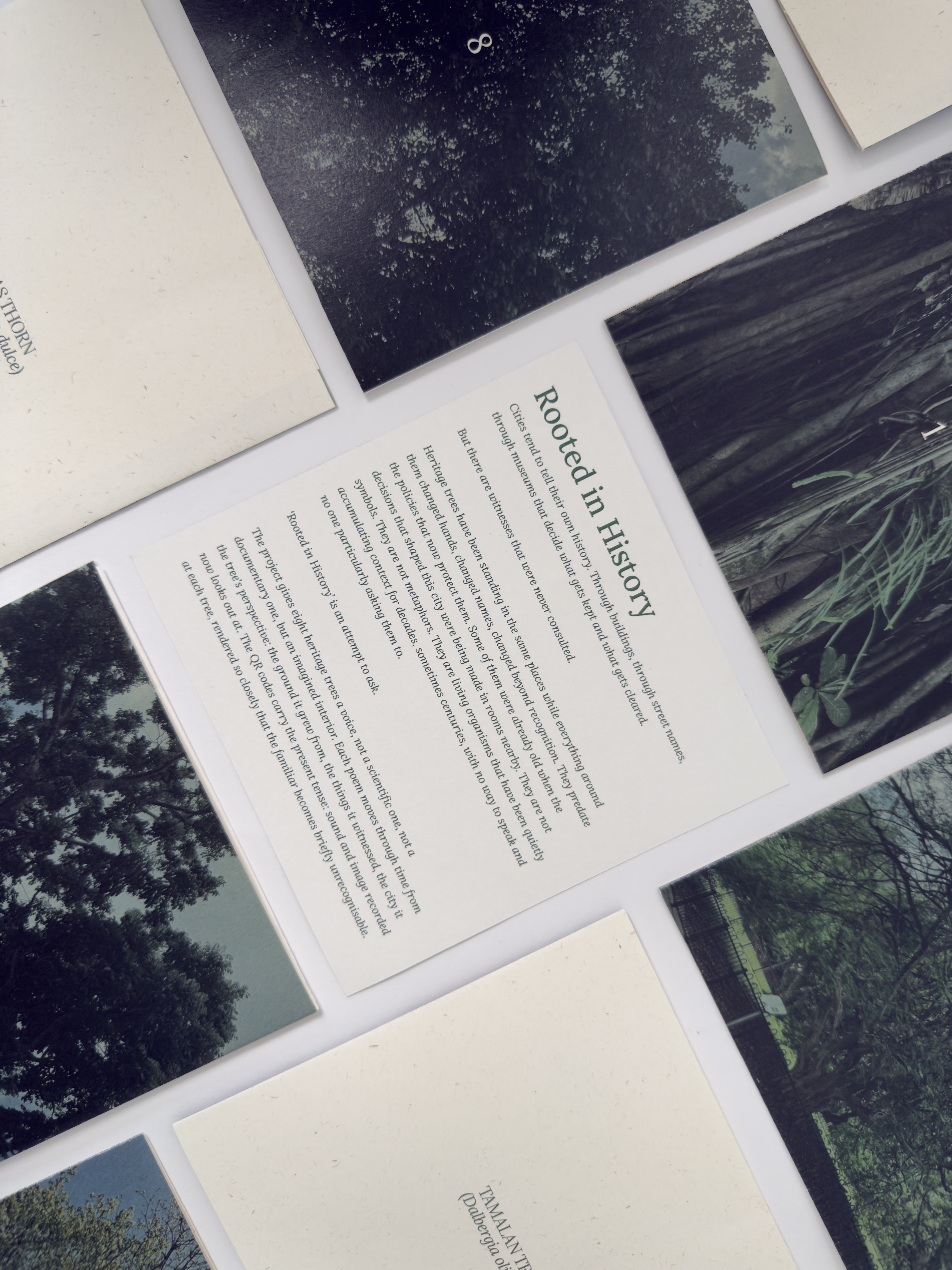 Site visit documentation for the Heritage Trees project