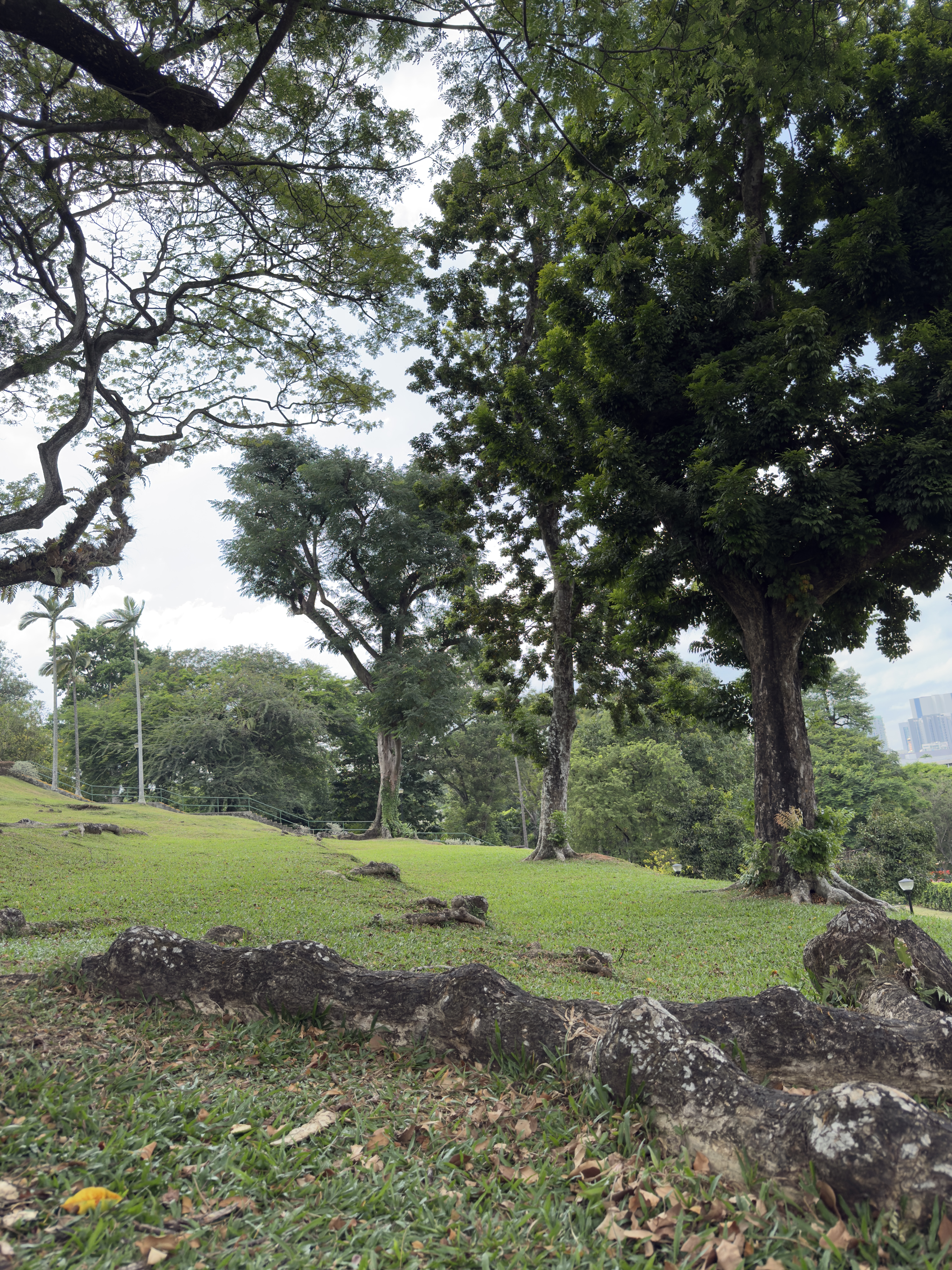 Fieldwork documentation for the Heritage Trees project