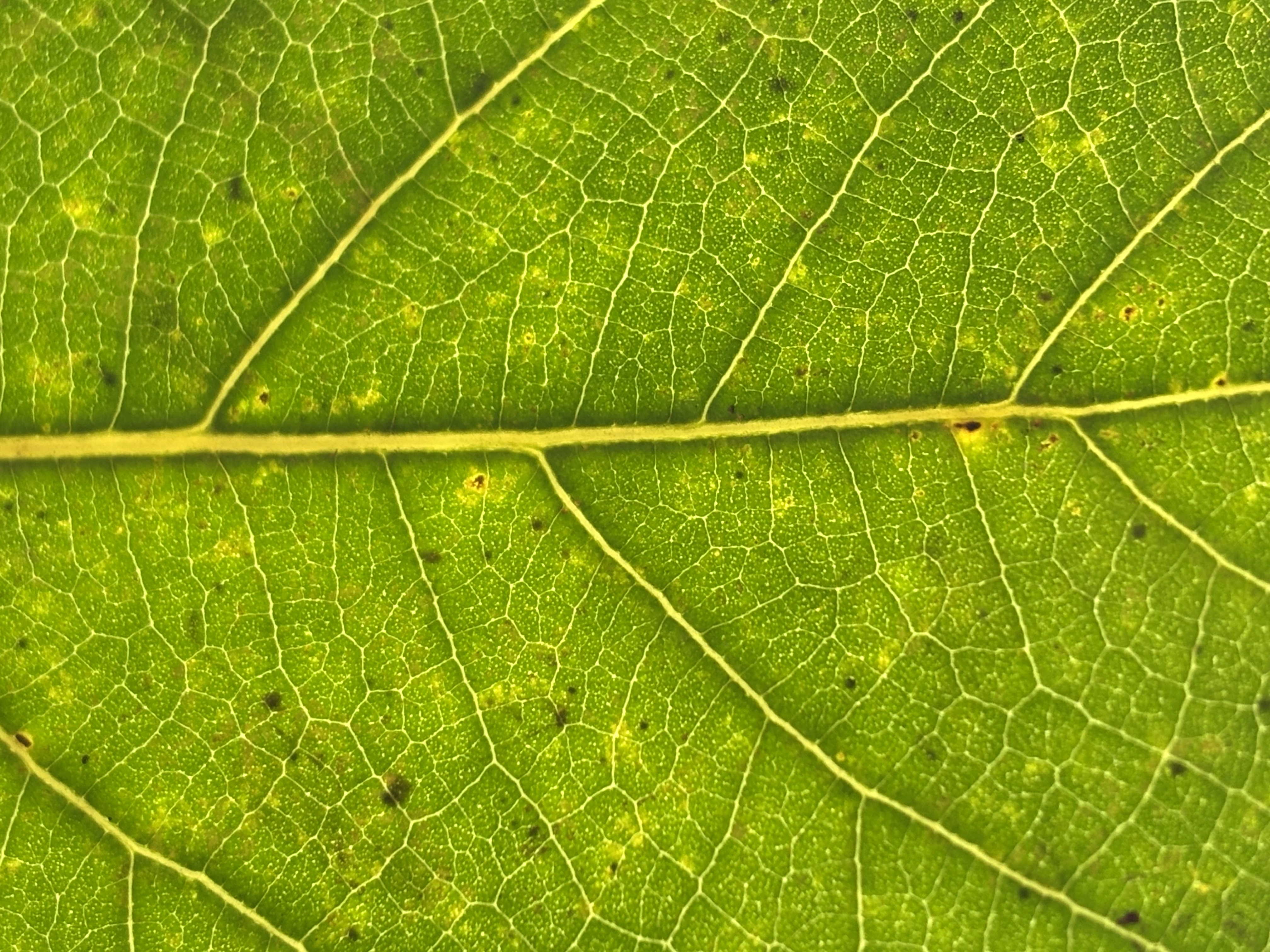 Heritage Trees — visual research on remarkable trees